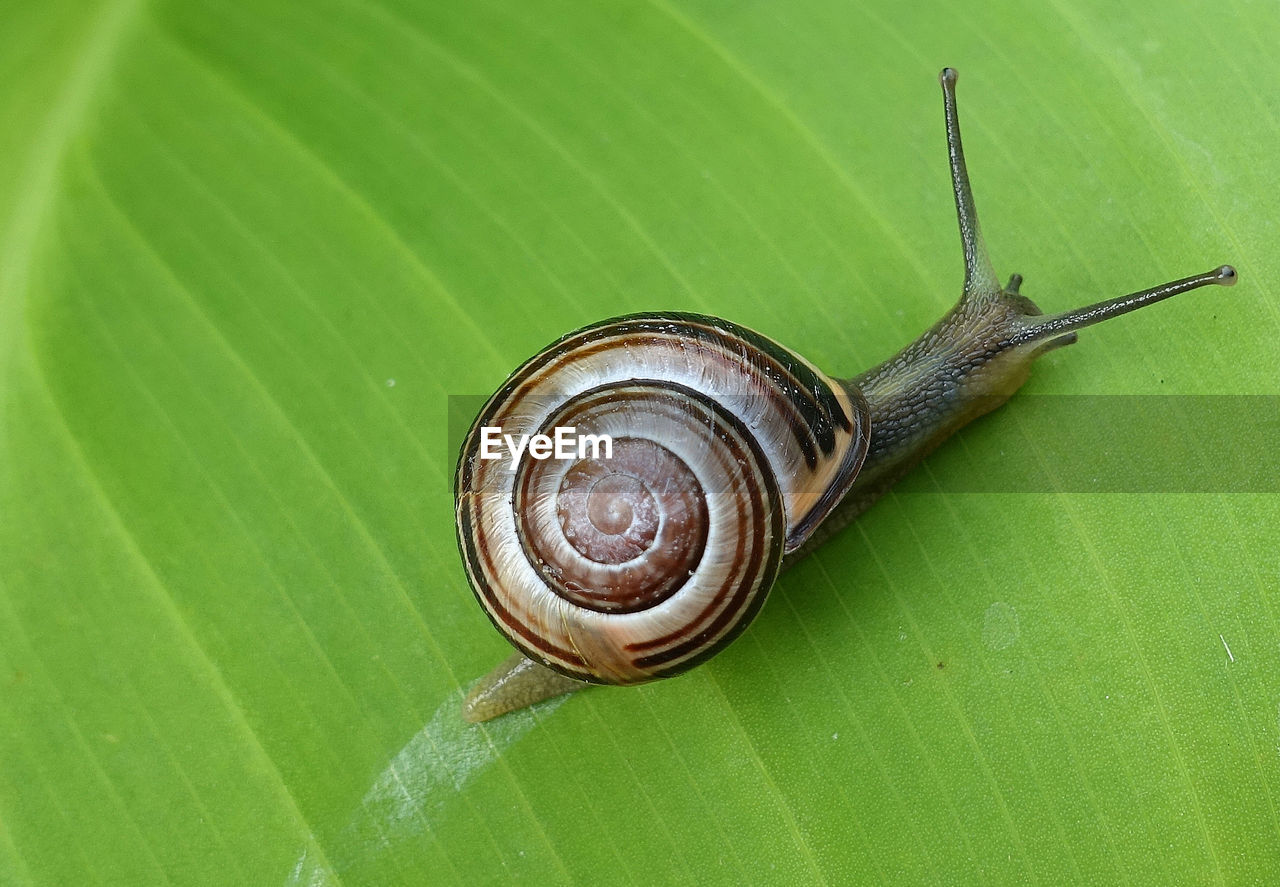 Close-up of snail on leaf