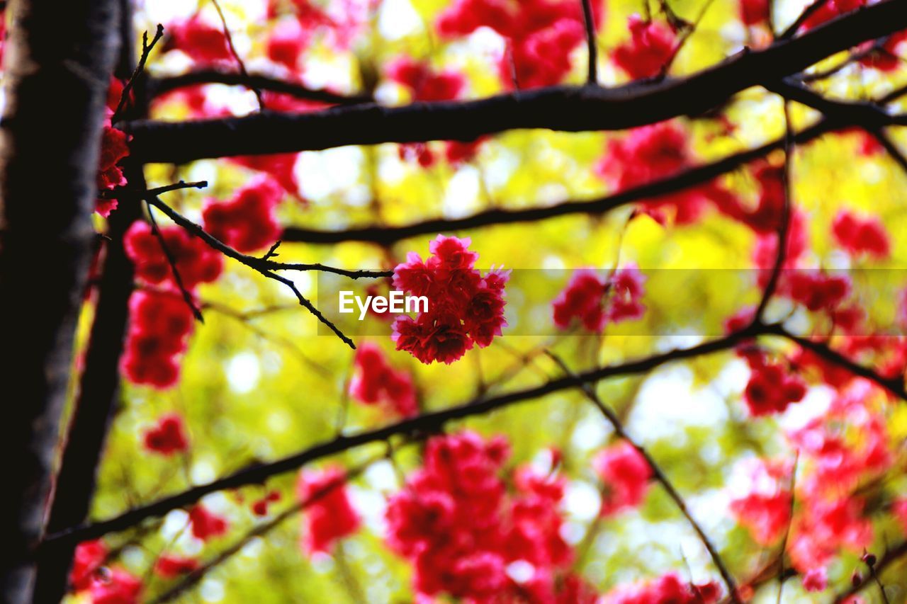 CLOSE-UP OF BERRIES ON TREE