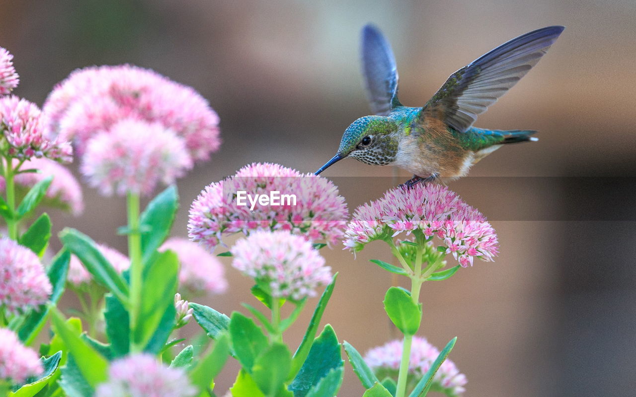 close-up of bird perching on pink flower