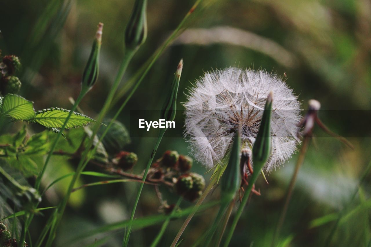 Close-up of wilted plant