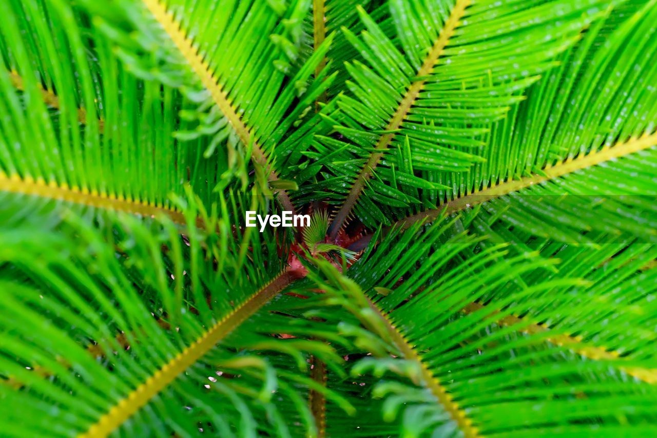 CLOSE-UP OF FRESH GREEN LEAVES WITH WATER DROPS