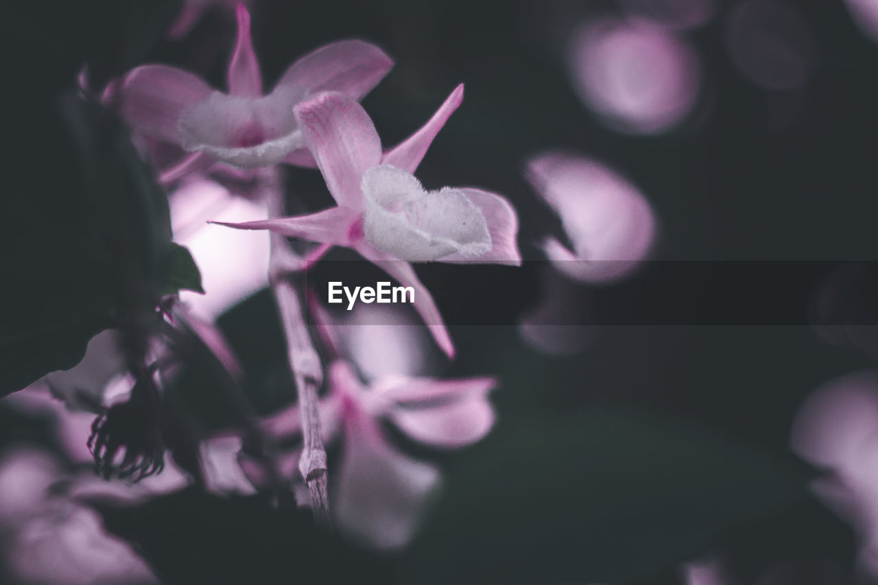 CLOSE-UP OF PINK FLOWER