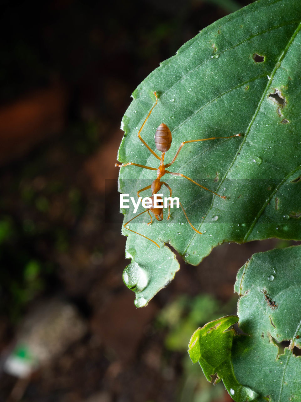 CLOSE-UP OF GRASSHOPPER ON LEAF