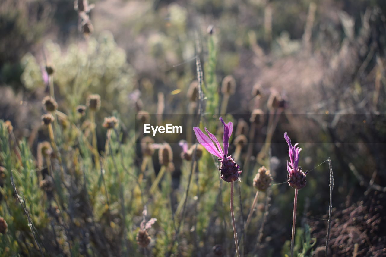 Close-up of purple flowers