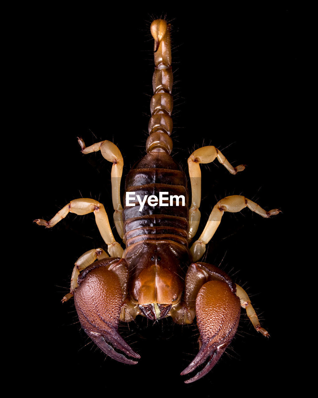 Close-up of scorpion against black background