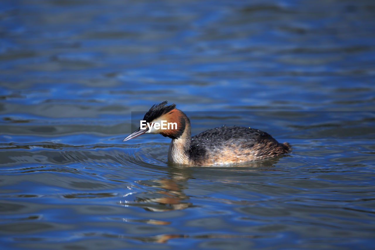 BIRD SWIMMING IN LAKE