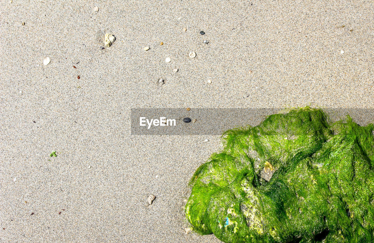 Overhead view of a rock covered wit seaweed 