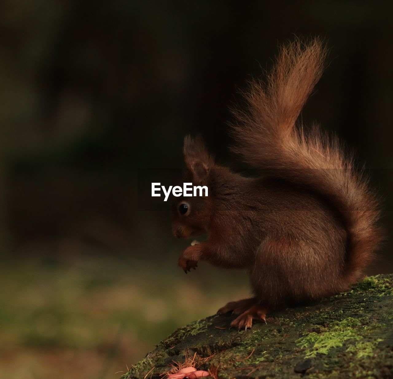 CLOSE-UP OF SQUIRREL ON TREE