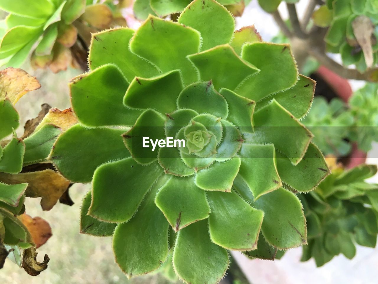 CLOSE-UP OF SUCCULENT PLANT GROWING ON CACTUS