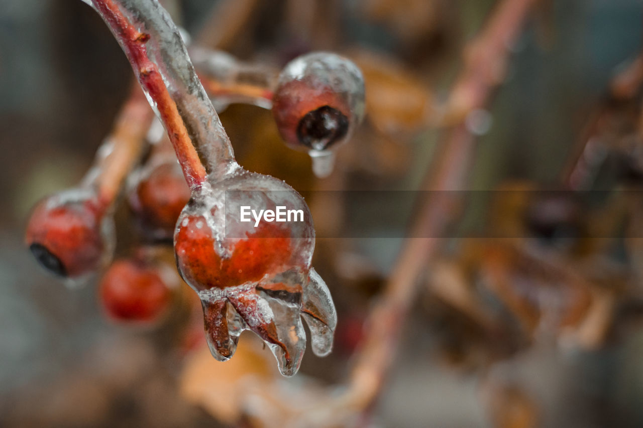 CLOSE-UP OF BERRIES ON SNOW