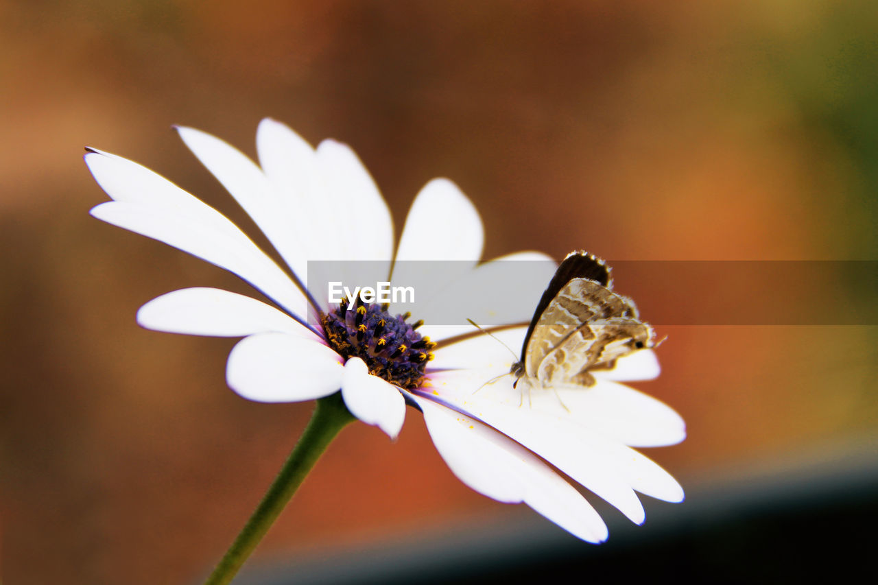 Close-up of butterfly on white osteospermum