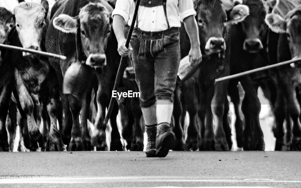 Low section of man with cattle walking on road