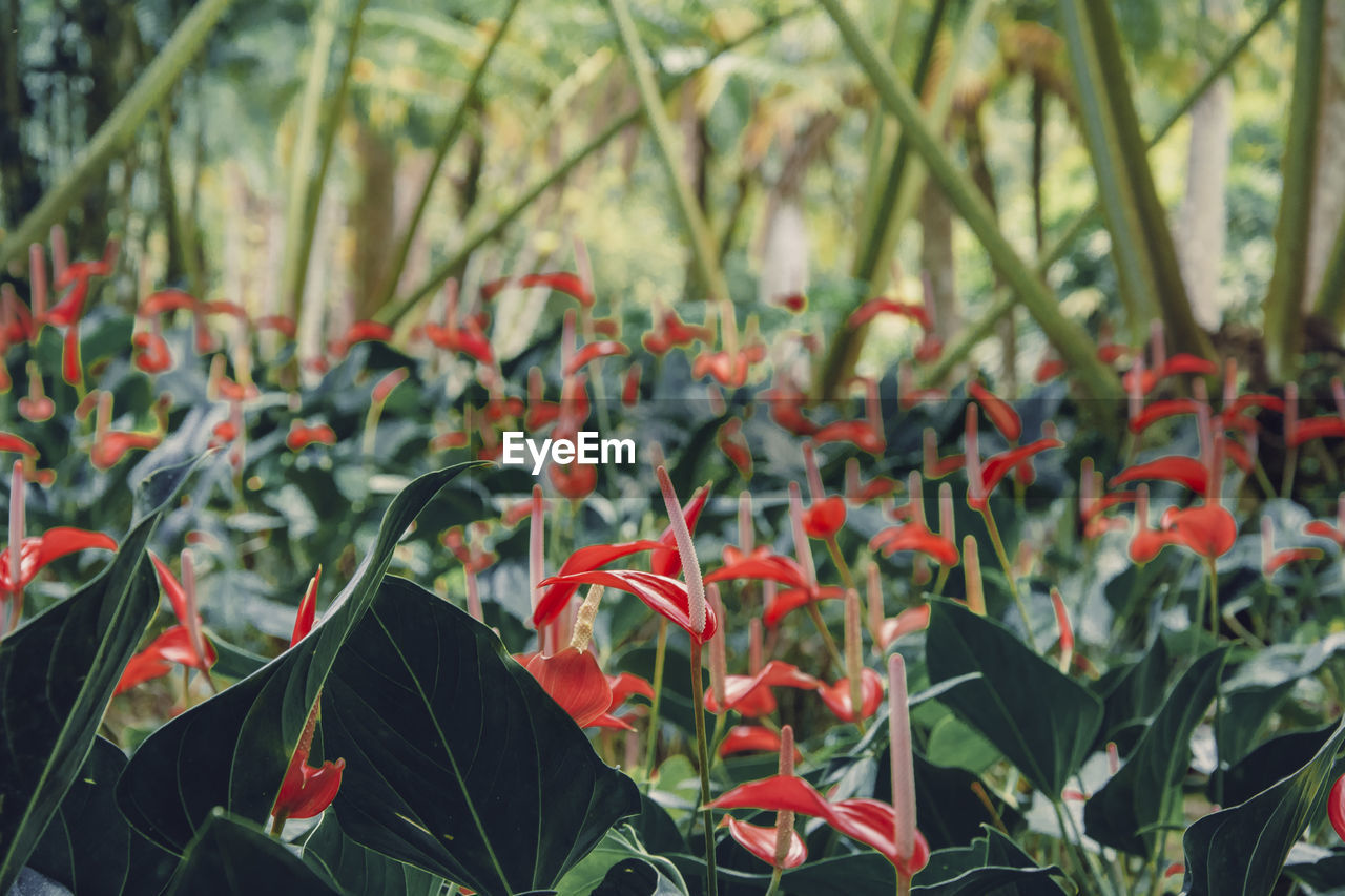 Close-up of red flowering plants on field