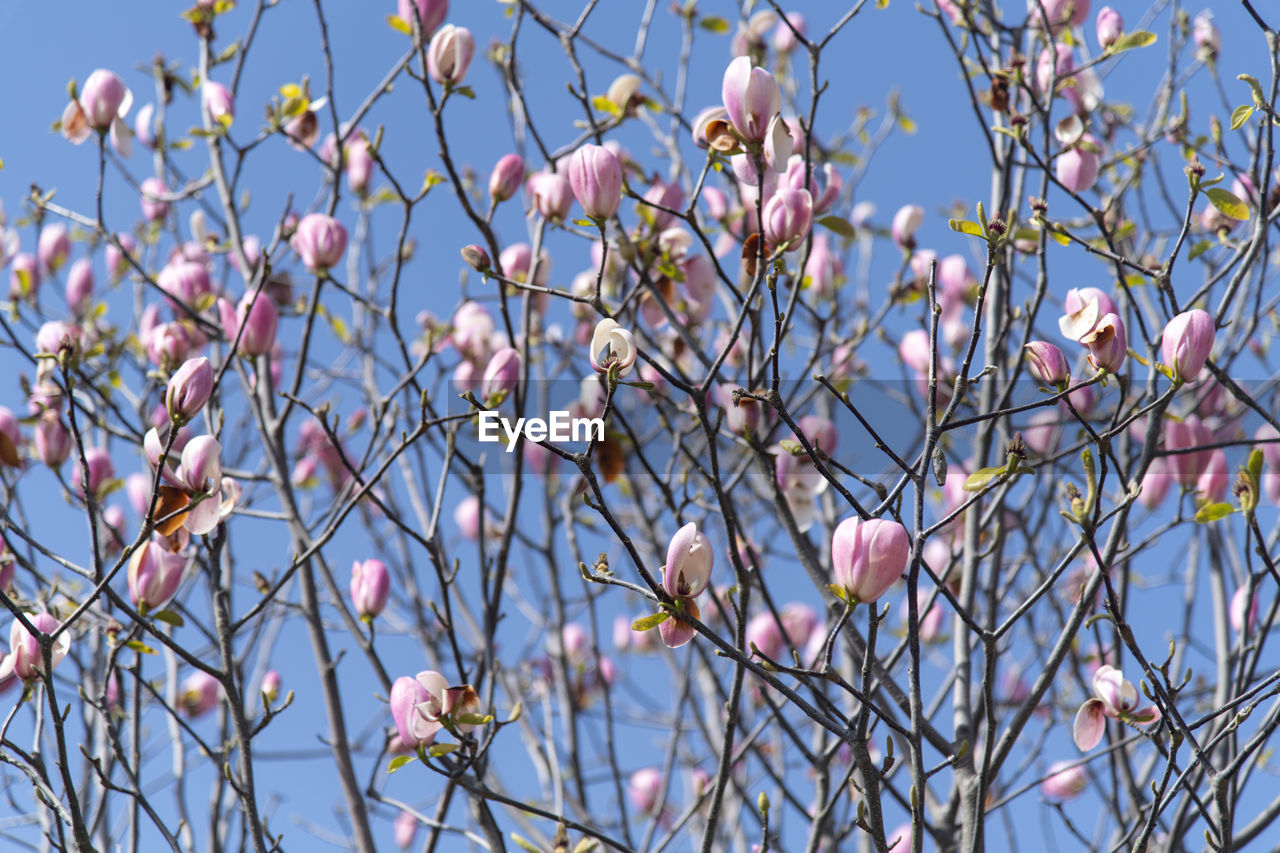 Low angle view of flowering magnolias against sky