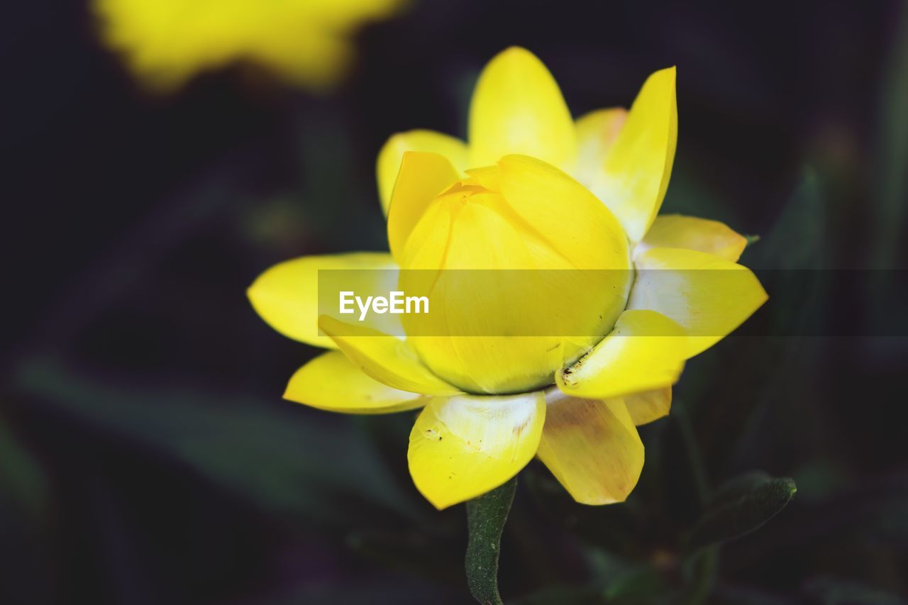 Close-up of yellow flowering plant
