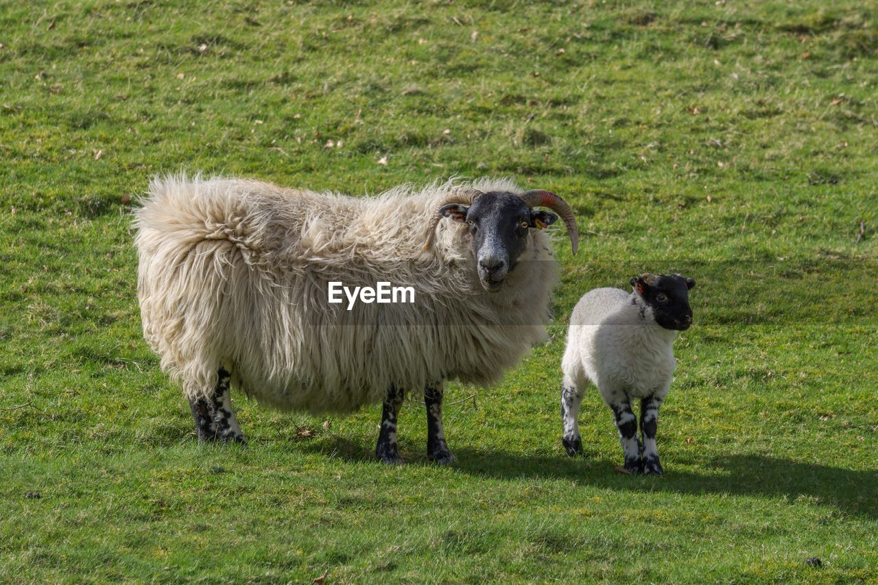 Sheep with lamb on grassy field