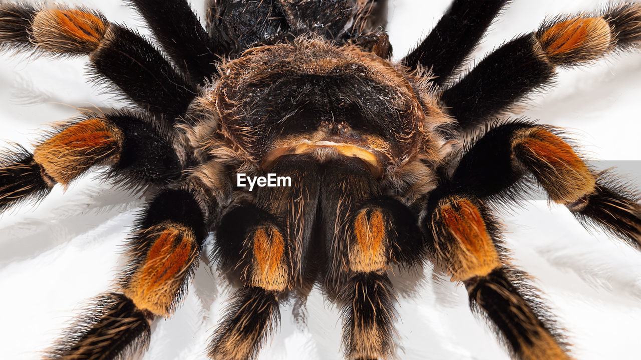 CLOSE-UP OF SPIDER ON WEB