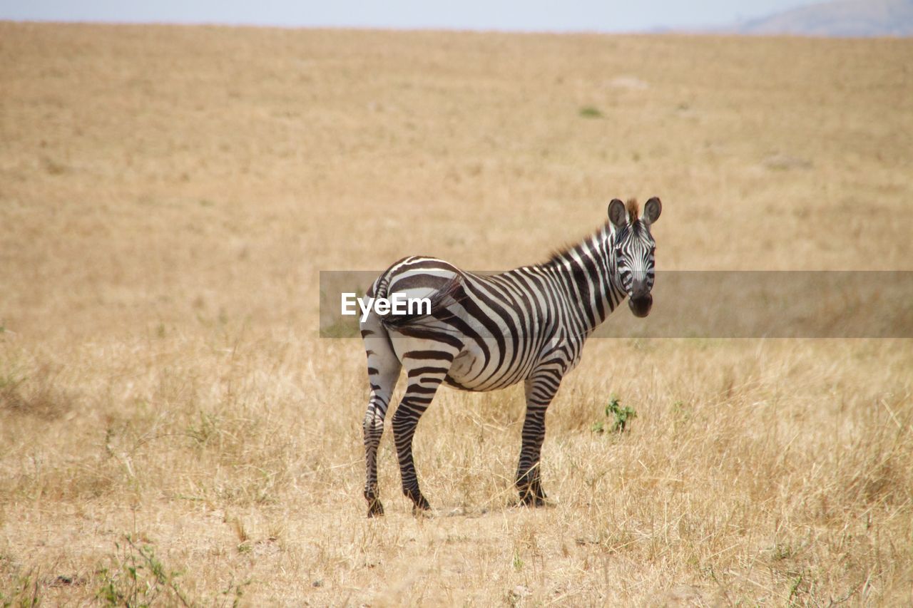 Zebra standing on grassy landscape