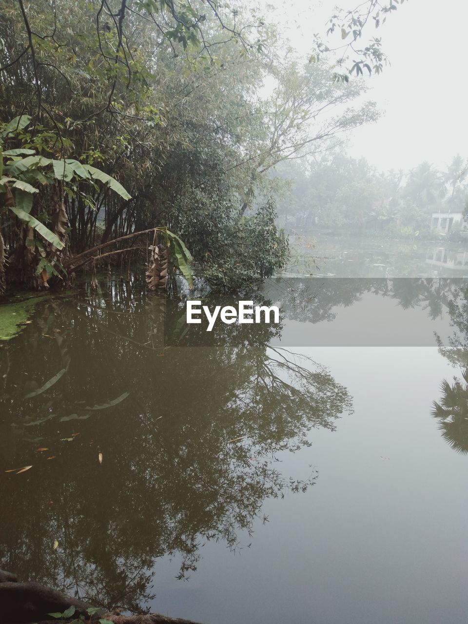 SCENIC VIEW OF LAKE IN FOREST