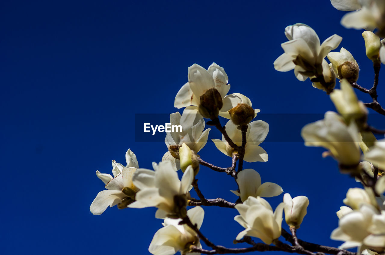 Low angle view of white flowering plant against blue sky