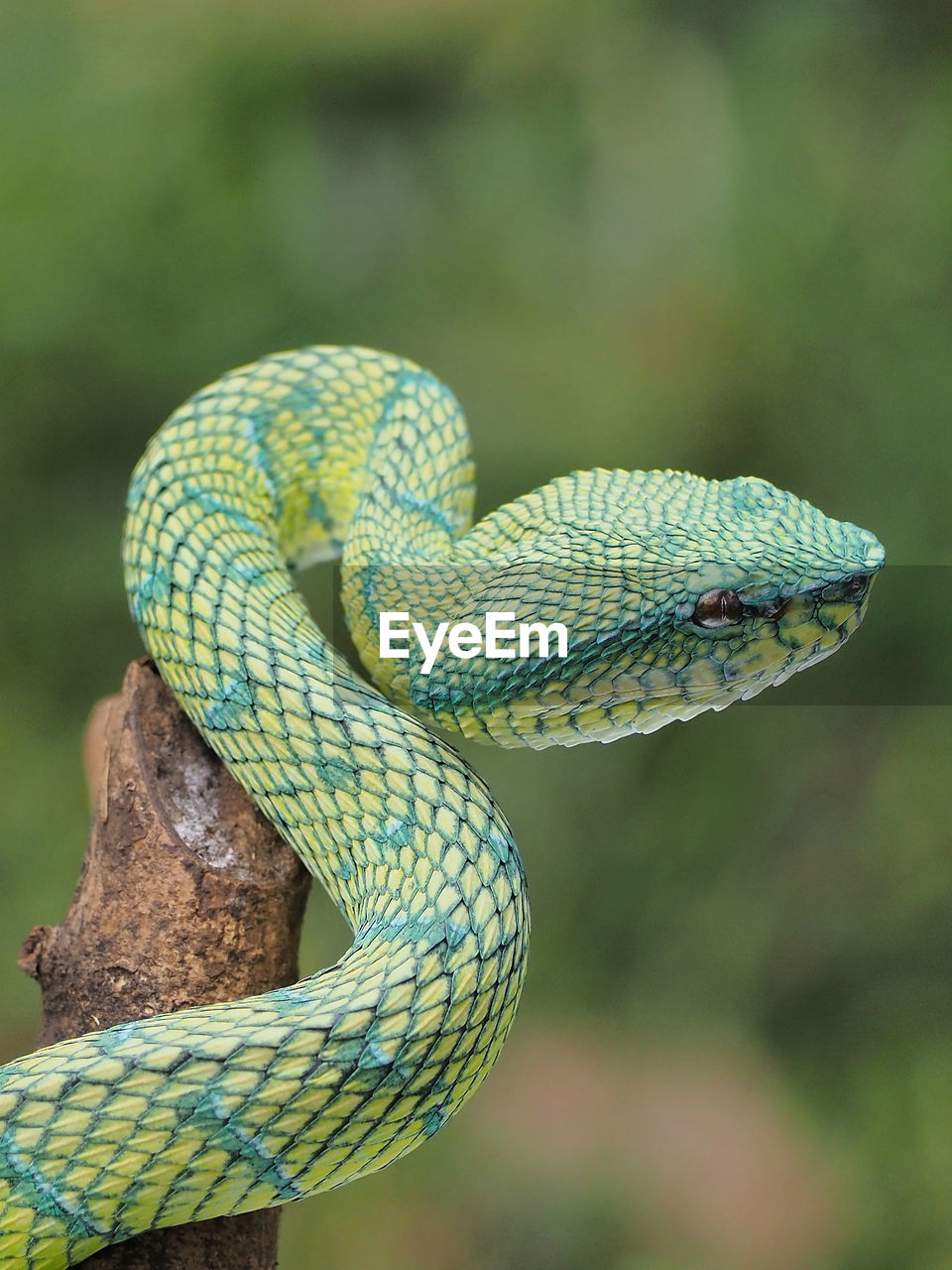 animal themes, animal, one animal, reptile, animal wildlife, snake, serpent, wildlife, animal body part, poisonous, no people, nature, curled up, close-up, viper, sign, focus on foreground, warning sign, outdoors, day, green, tree, communication, animal scale, forest, environment, rainforest, side view, portrait