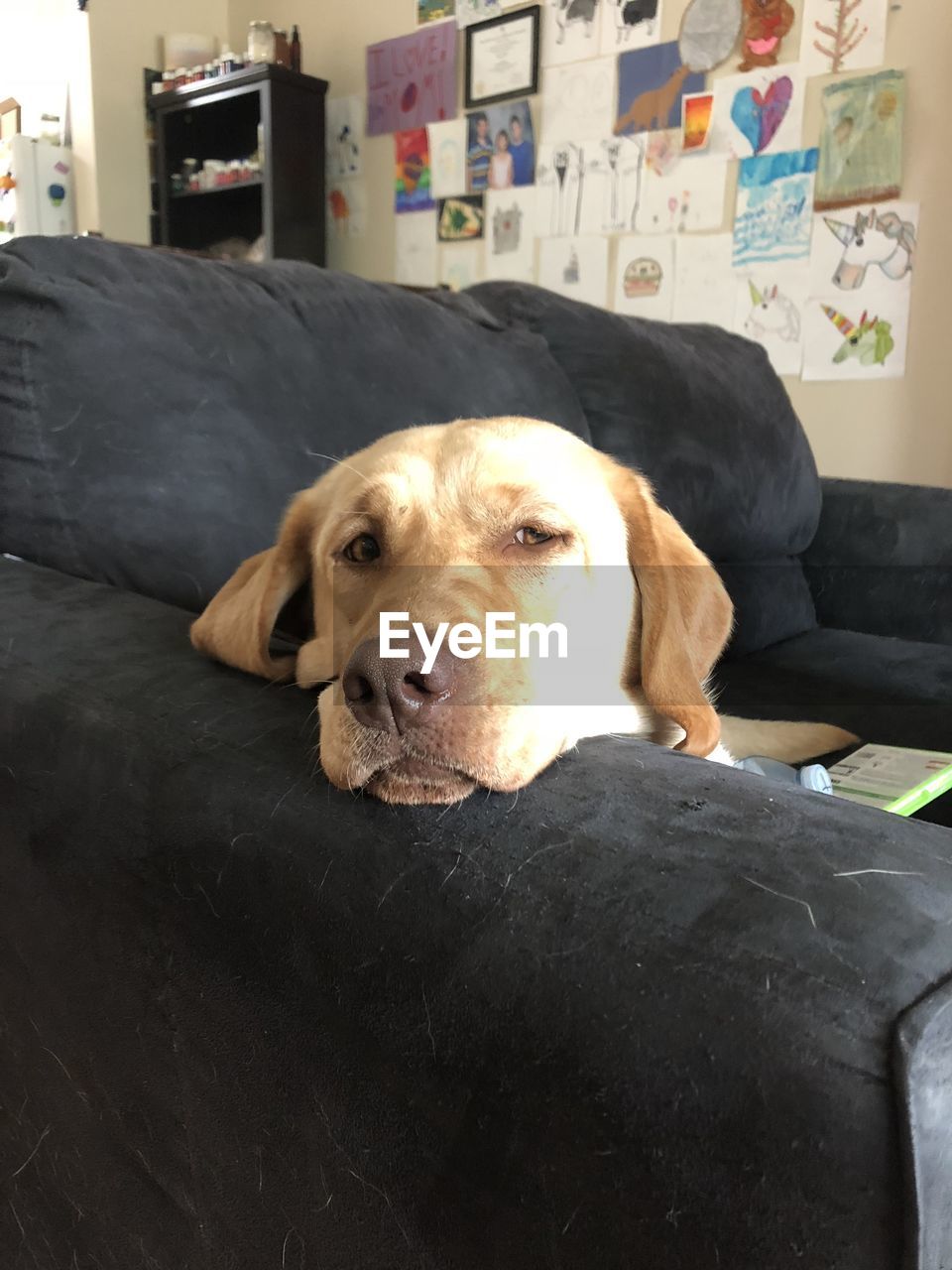 CLOSE-UP PORTRAIT OF DOG RESTING ON SOFA