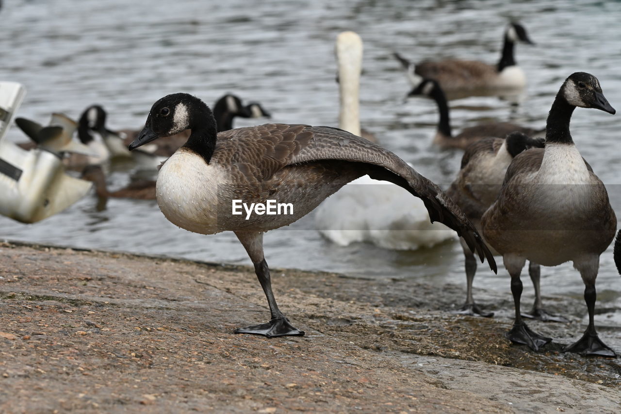 bird, animal themes, animal, animal wildlife, wildlife, group of animals, water, ducks, geese and swans, water bird, goose, beach, no people, nature, duck, beak, large group of animals, day, lake, canada goose, outdoors, land