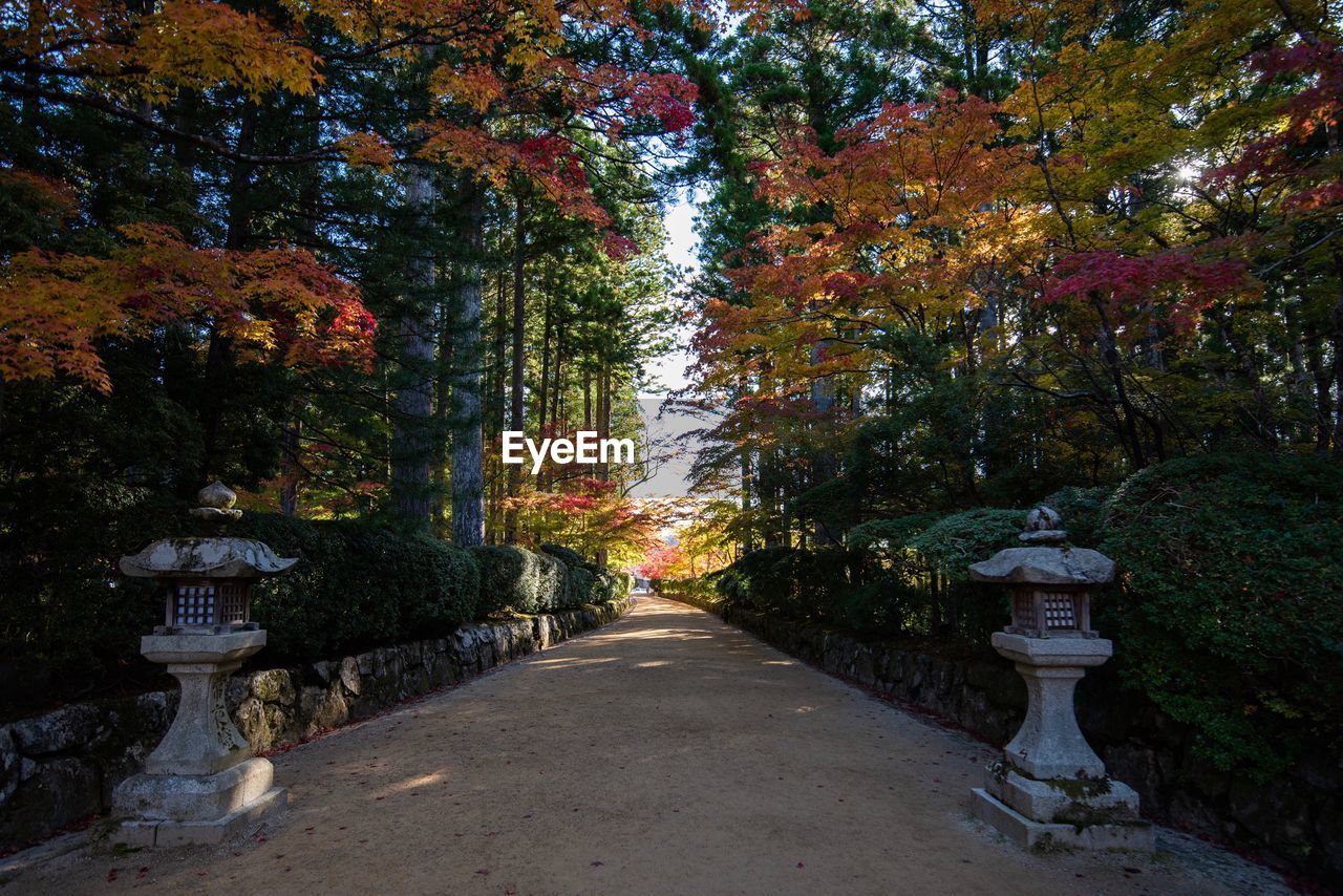 STREET AMIDST TREES IN PARK