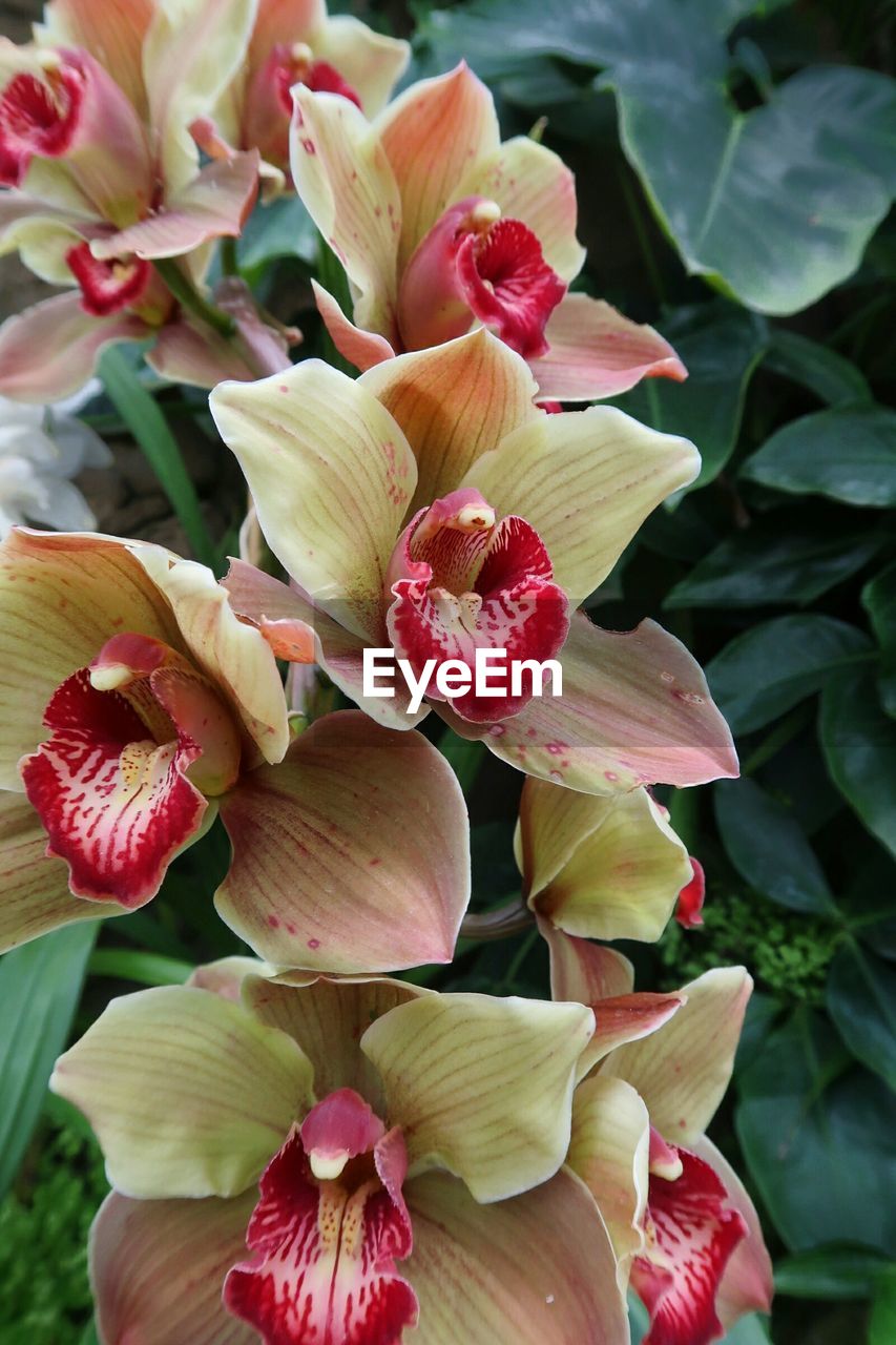 Close-up of flowers blooming outdoors