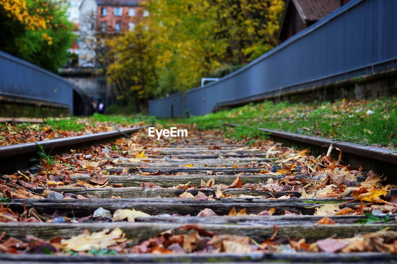 Autumn leaves on an old railroad track