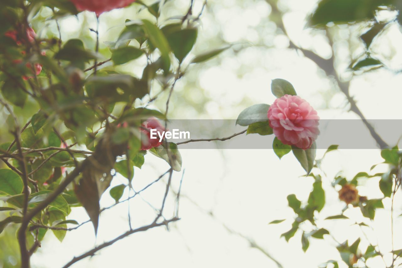 PINK FLOWERS BLOOMING ON TREE