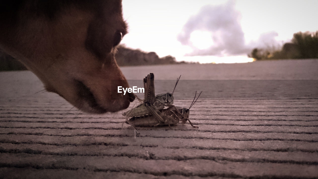 CLOSE-UP OF INSECT ON GROUND