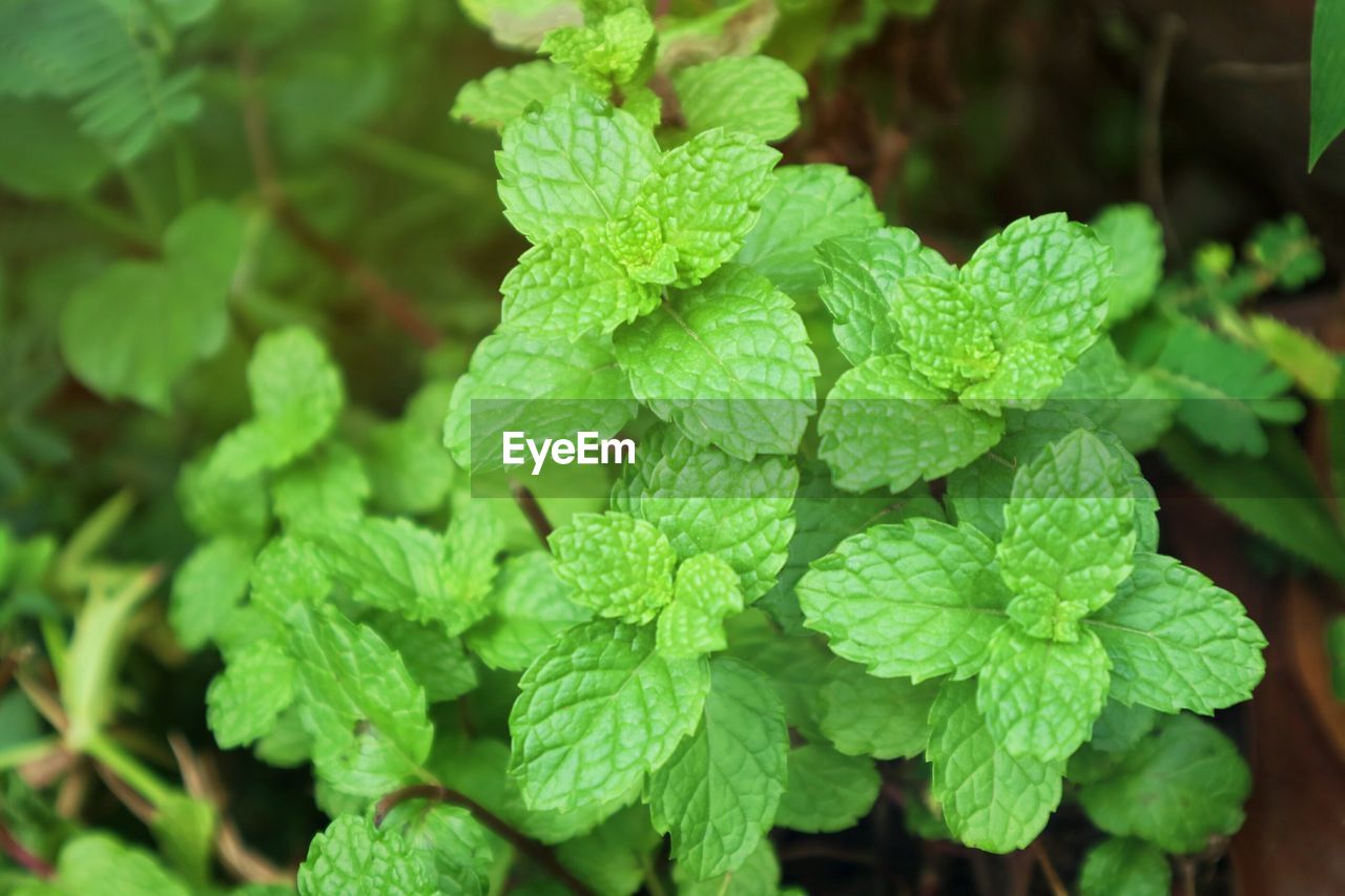 CLOSE-UP OF FRESH GREEN PLANTS