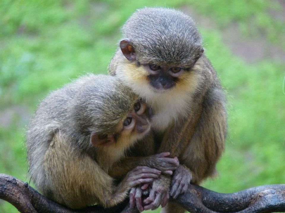 CLOSE-UP PORTRAIT OF MONKEY