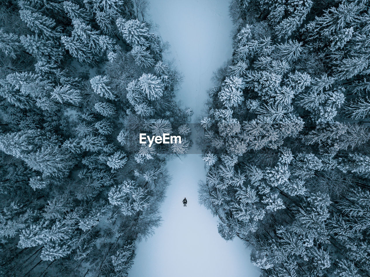 High angle view of trees on snow covered ground