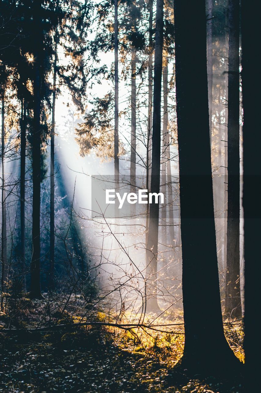 Sunlight streaming through trees in forest