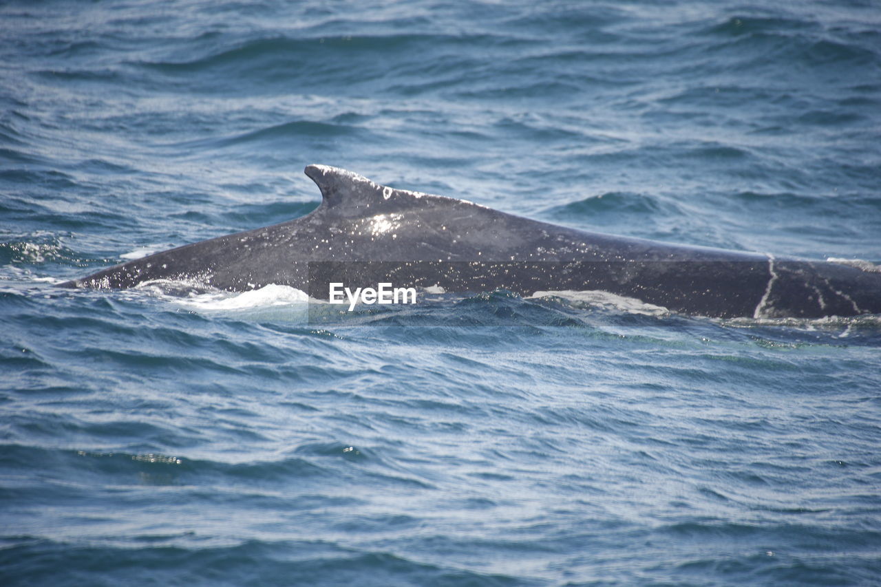 Humpback whale, samana, dominican republic