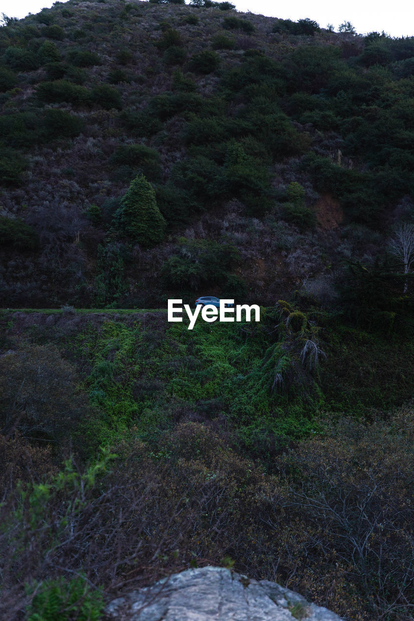 Scenic view of forest