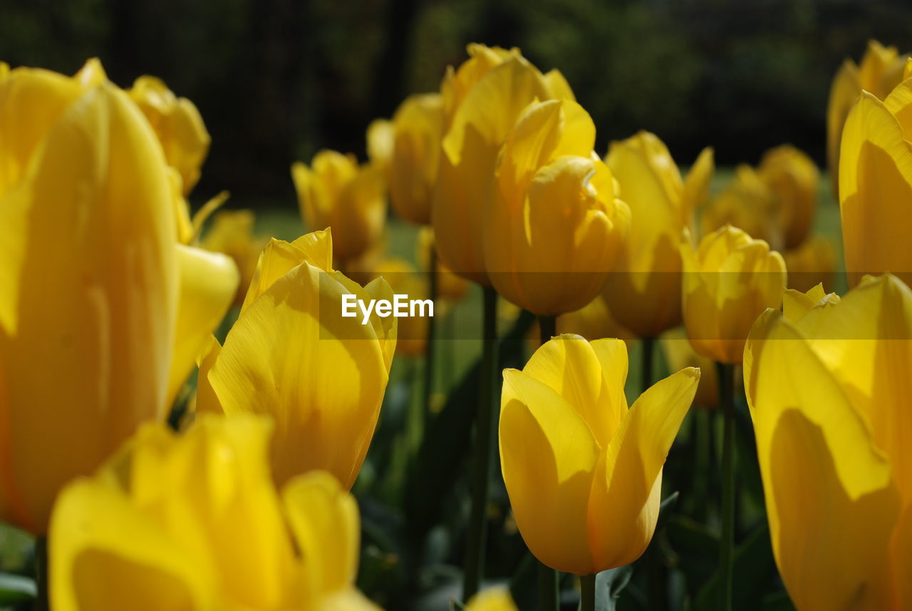 Close-up of yellow tulips