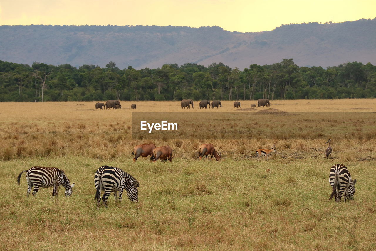 Animals standing on grassy field