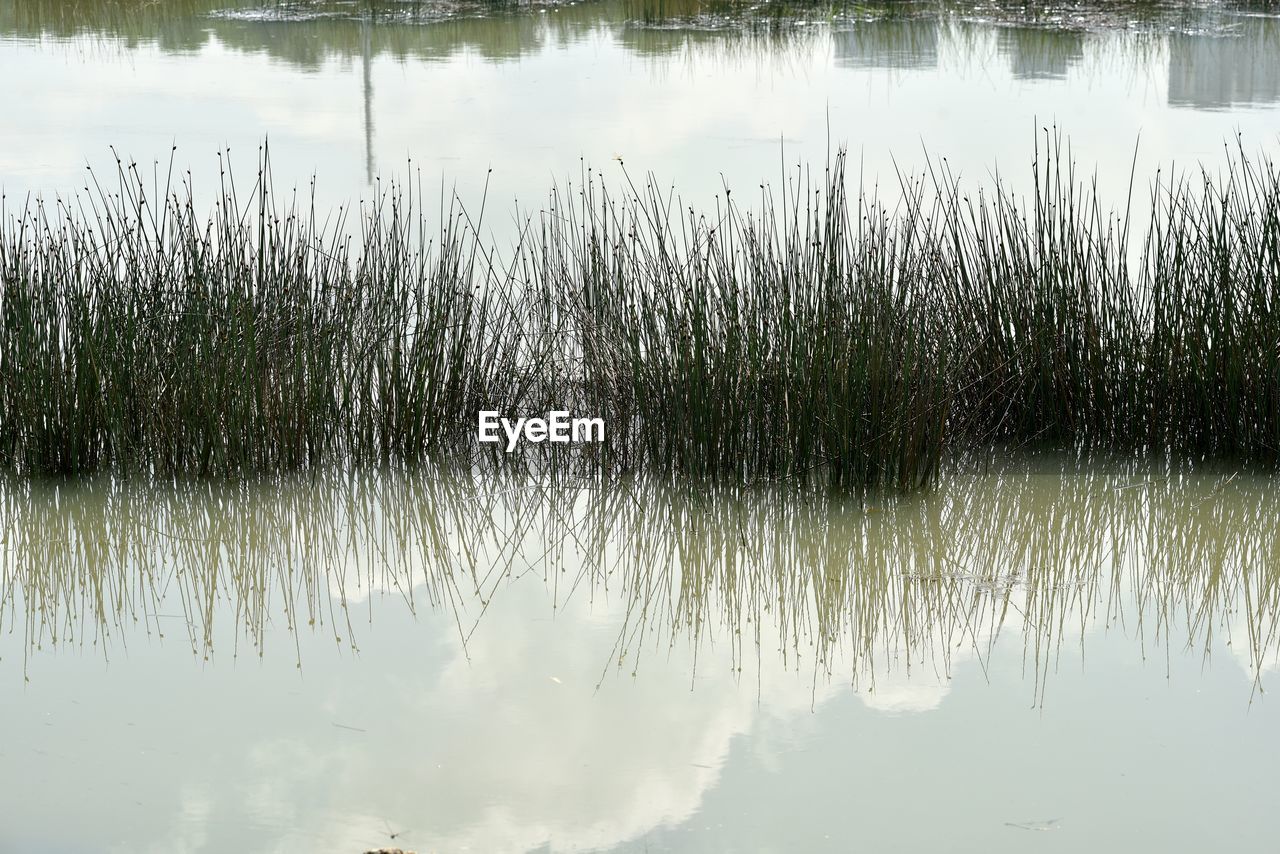 reflection, water, nature, lake, grass, plant, tranquility, beauty in nature, marsh, tree, wetland, morning, no people, tranquil scene, mist, scenics - nature, natural environment, day, swamp, outdoors, non-urban scene, growth, reed, sunlight, winter, sky, idyllic, leaf, standing water