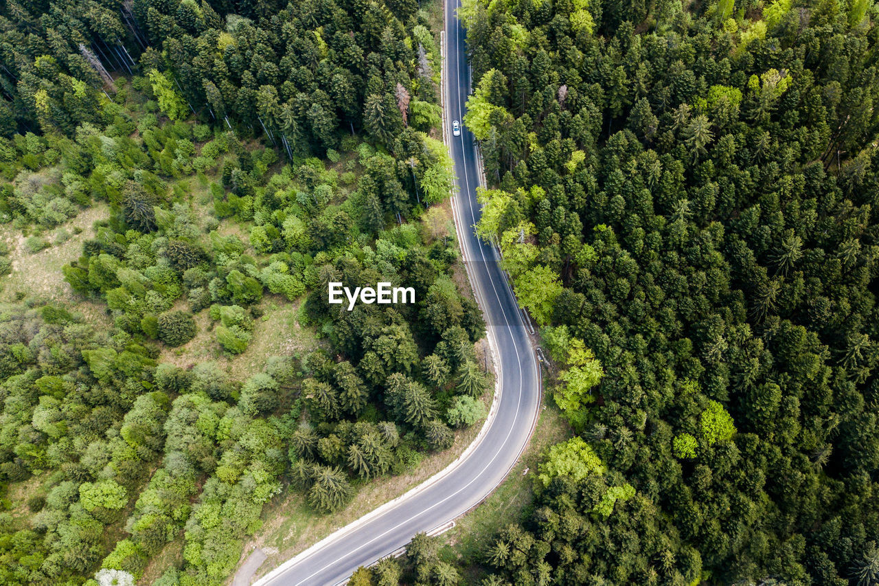 Aerial view of road amidst forest