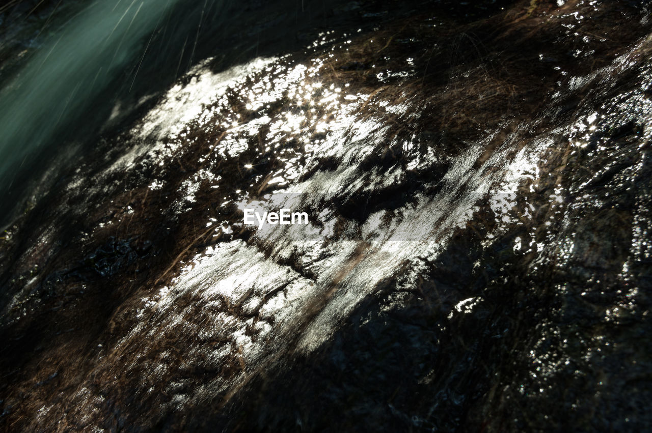 HIGH ANGLE VIEW OF TREES GROWING ON ROCK