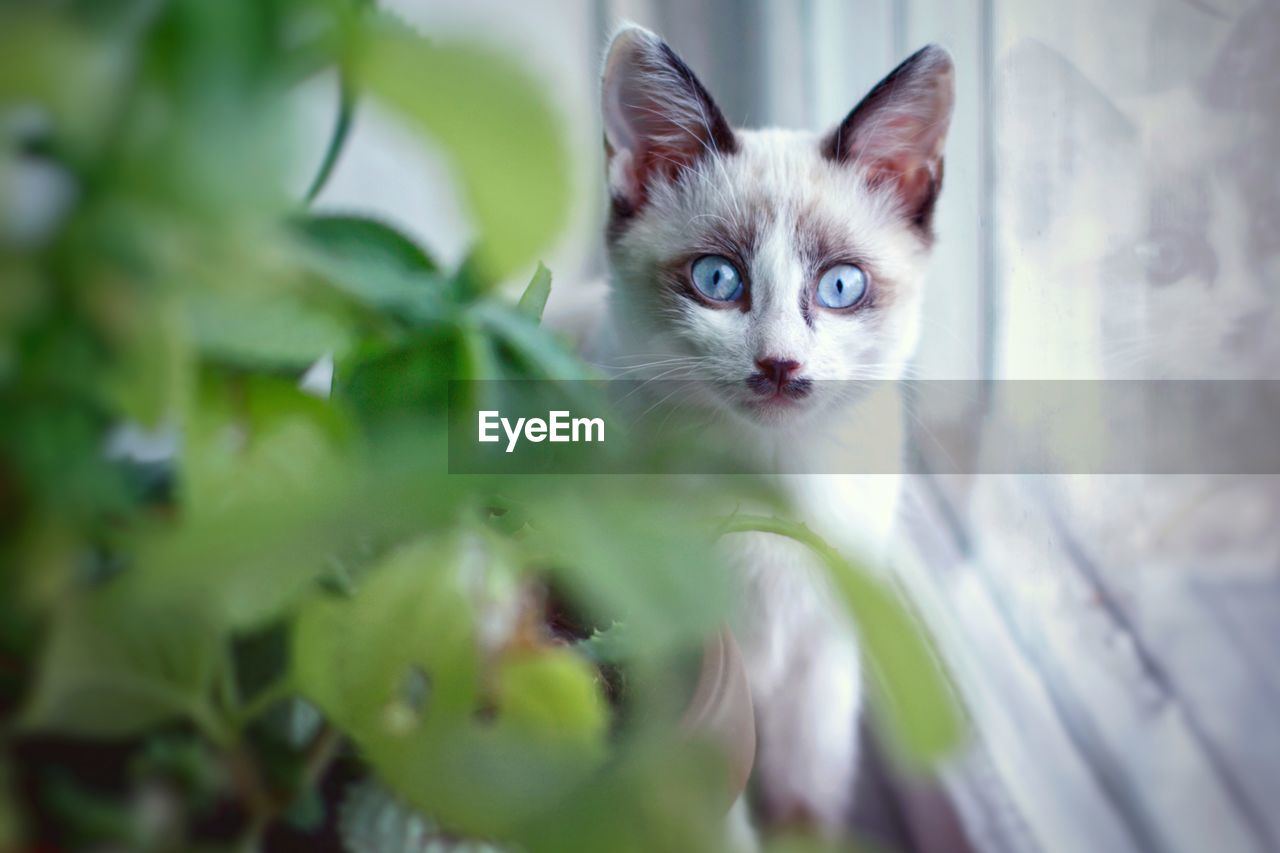 Portrait of kitten looking at camera cat on window 