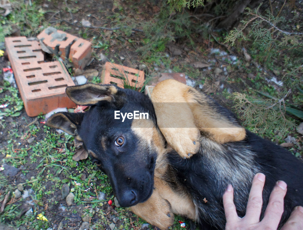 Dog sitting on field