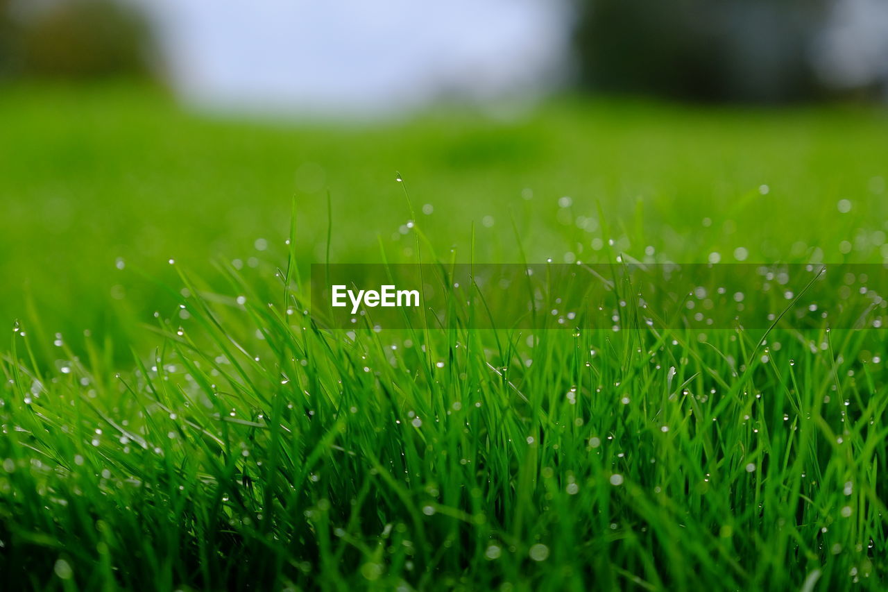 Close-up of wet grass on field