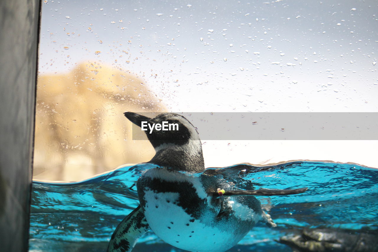 Close-up of penguin swimming at aquarium