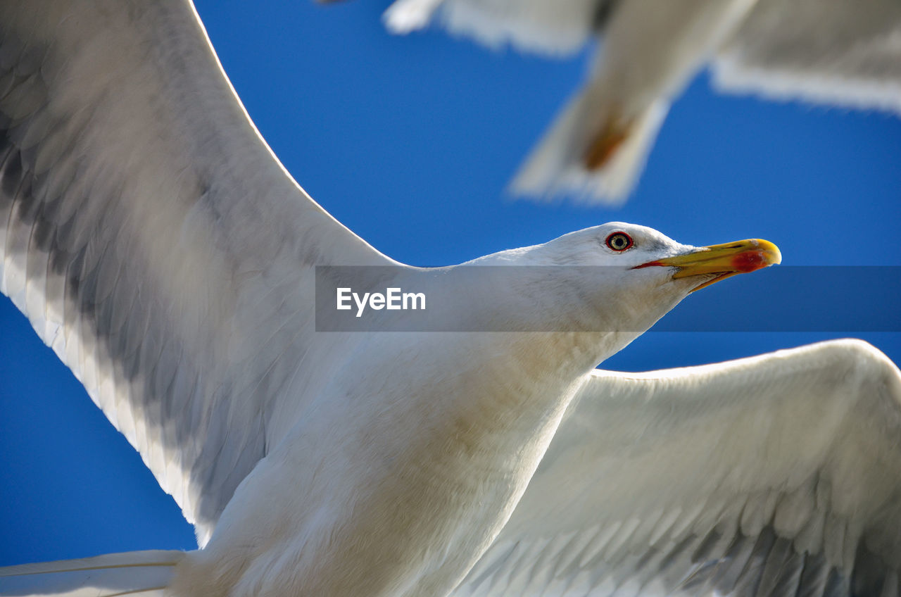 Close-up of seagull against sky