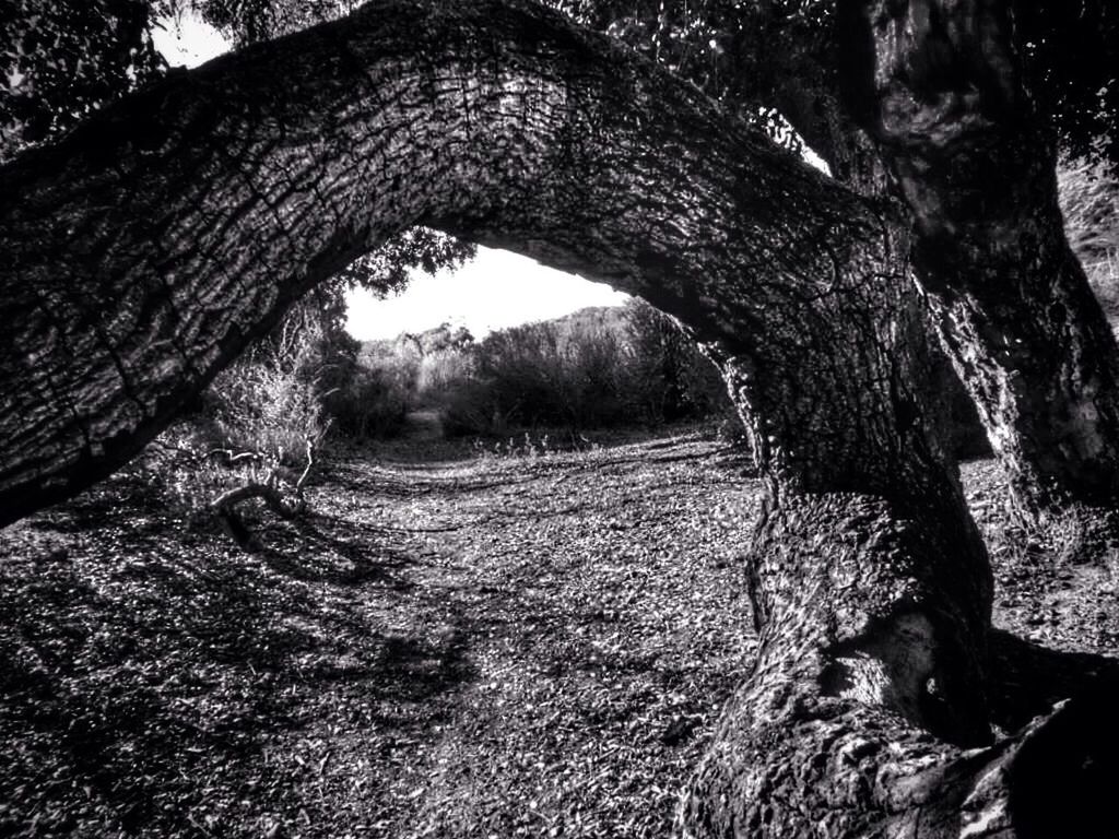 View of twisted tree trunks