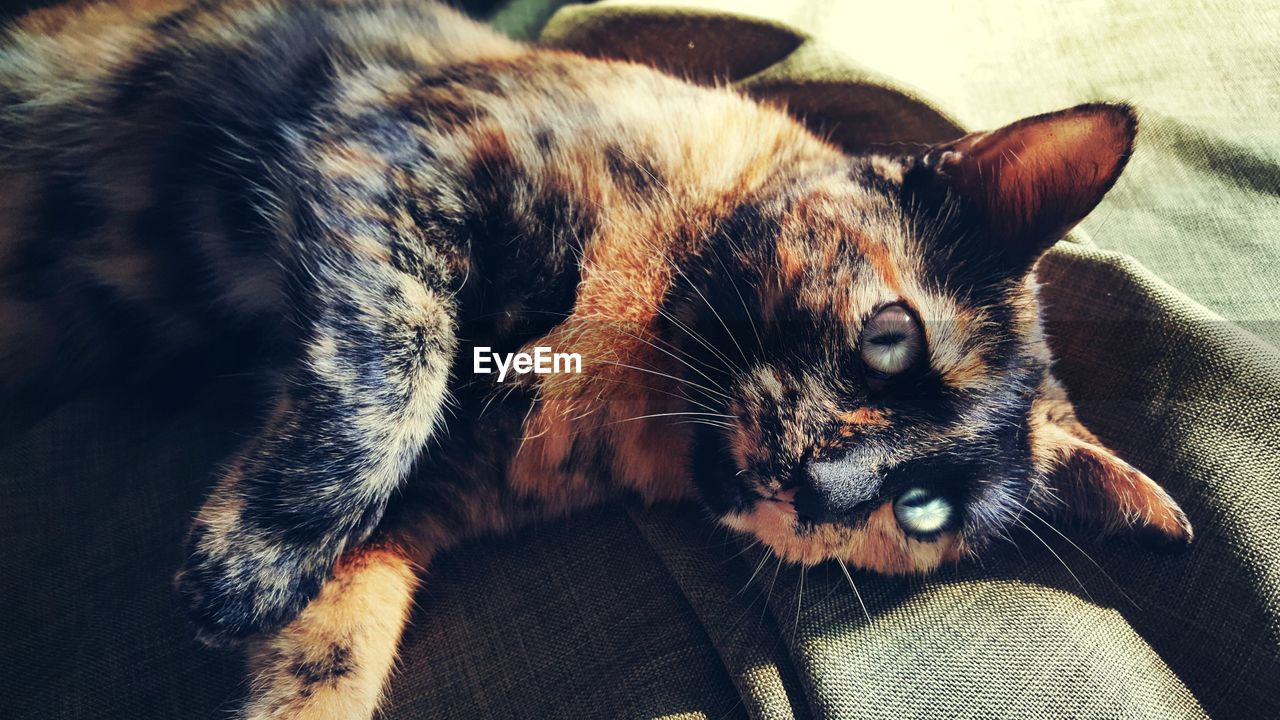 Close-up portrait of cat relaxing at home